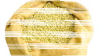 dieta-daneza1.bmp